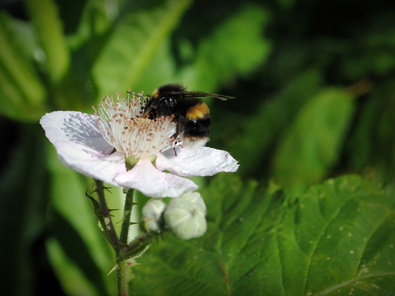 Nikon Bees 150615 (27)